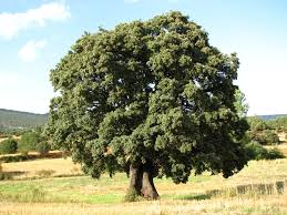 Quercus ilex - Wikipedia, la enciclopedia libre